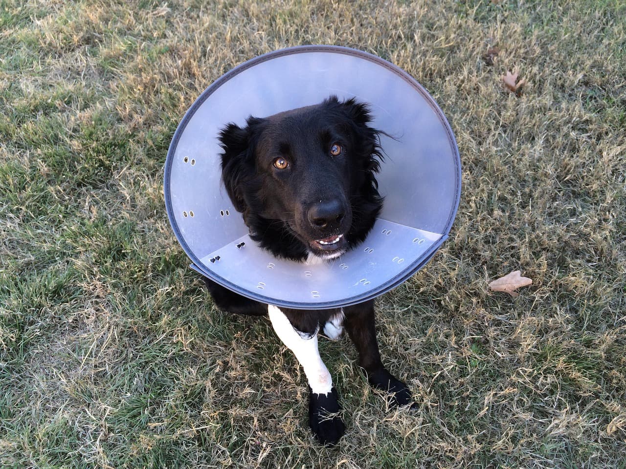 Dog with cone on, needs emergency vet visit, insurance may cover.