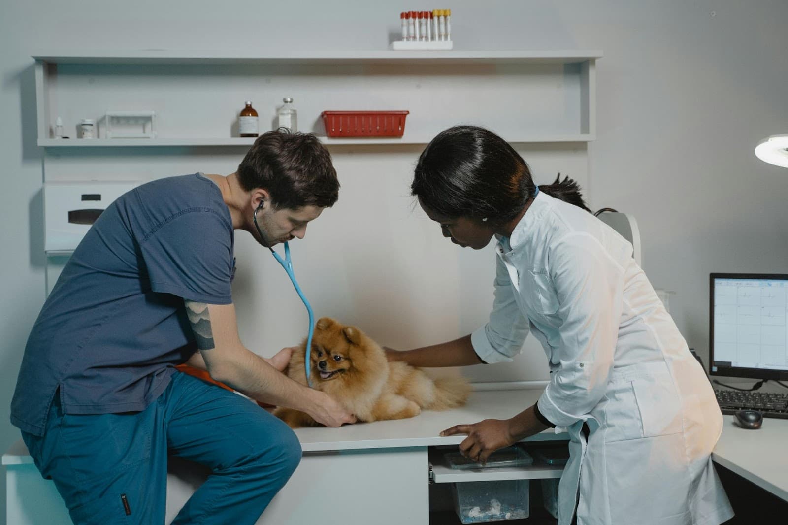 Veterinarians examining a dog - image helps answer the question is there pet insurance without a waiting period.