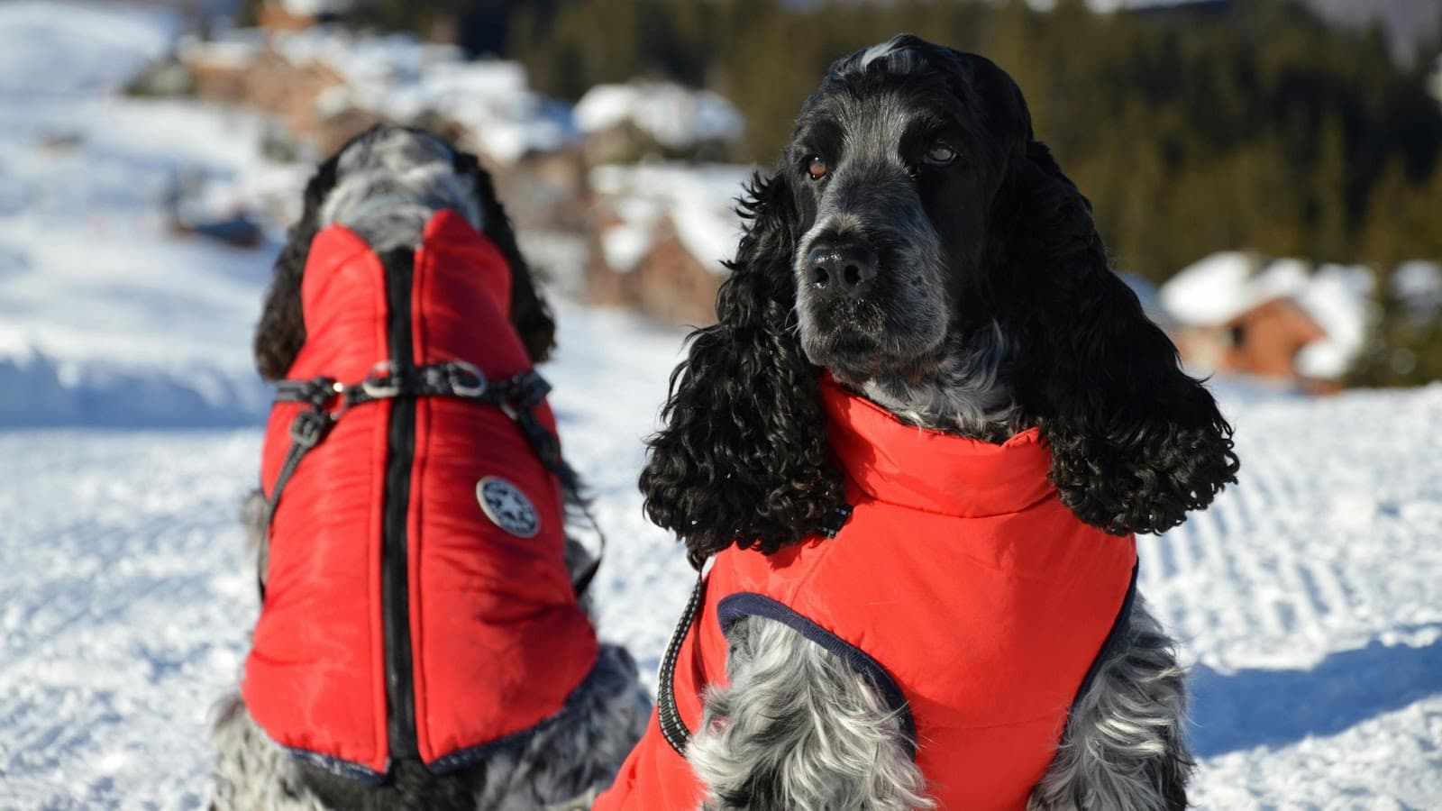 Two dogs wearing red outdoor vests sitting in the snow during a winter adventure.