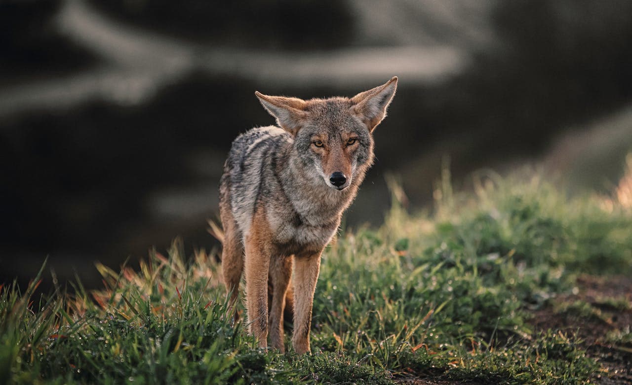 Coyote standing alert in grassy field, highlighting the threat small dogs face without protective vests.
