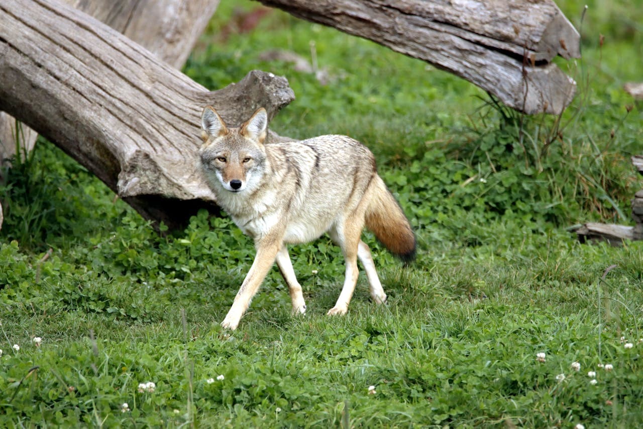 Coyote walking through grass near logs, representing common outdoor predators that hawk vests help deter.