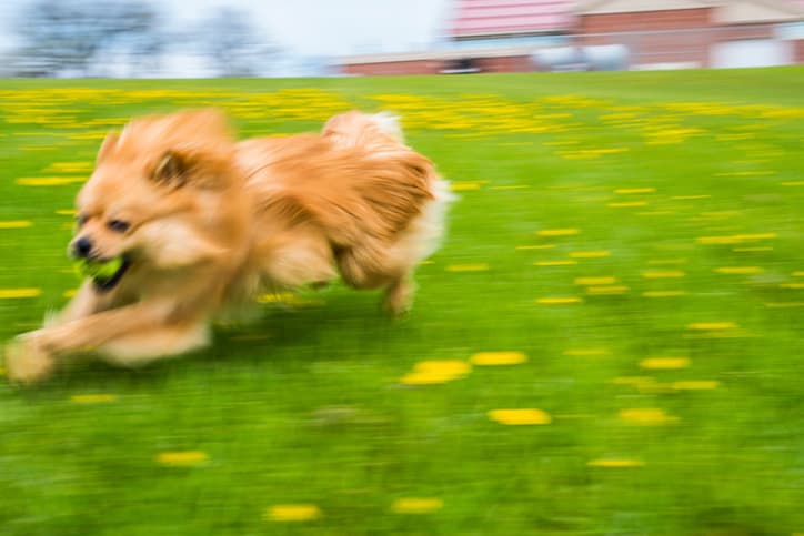 Pomeranian running at full speed through a field of yellow flowers during the zoomies