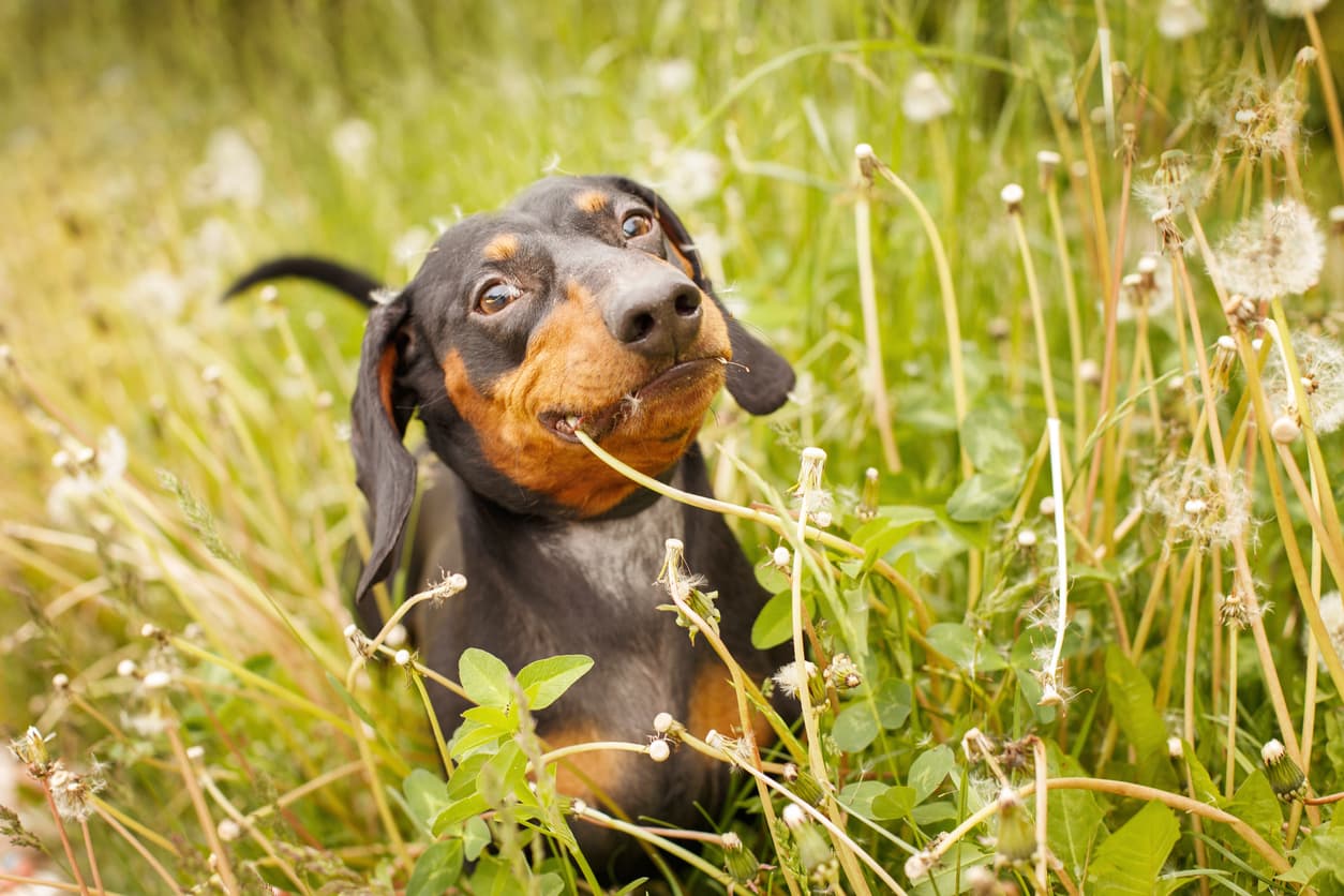 dogs eating grass