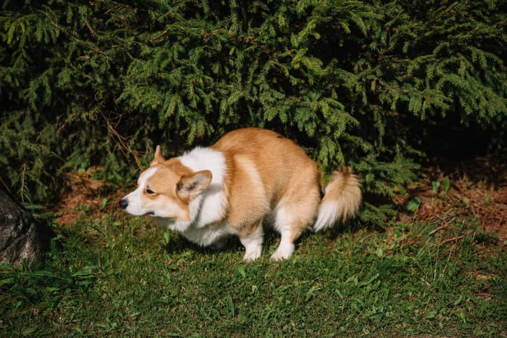 why is my dog eating poop
