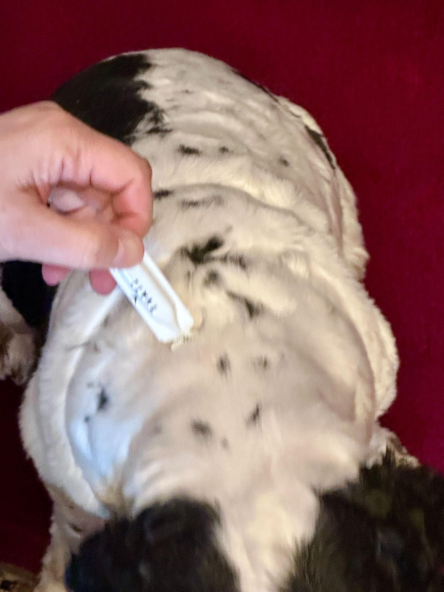 Applying a Tvati Pet vial to a Cocker Spaniel's neck