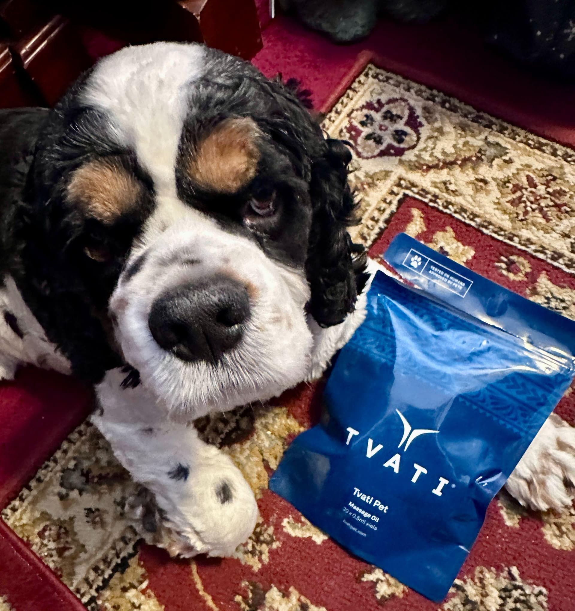 Sir Alvin resting with the Tvati Pet Daily Mobility Formula pouch