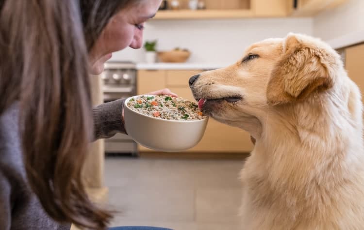 Happy dog with Just Food For Dogs fresh meals